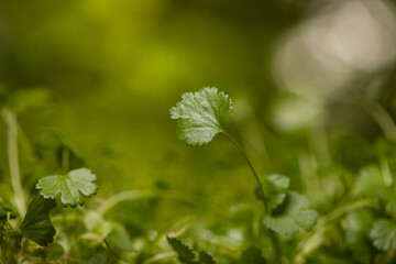 A vibrant coriander leaf stands prominently in the foreground