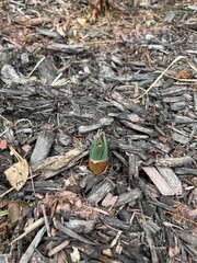Early Spring Tulip Shoots Emerging from Mulch
