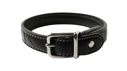 A black dog belt with a shiny silver buckle, isolated on a white or transparent background.

