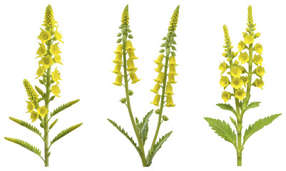 Yellow Foxglove Flowers: Detailed Illustration Set on a transparent background