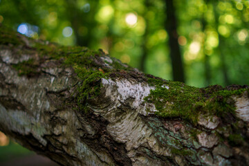 Mossy tree trunk in forest light