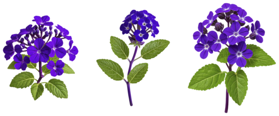 Set of Vibrant Purple Flower Illustrations on a transparent background