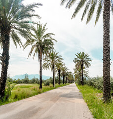 Fototapeta premium A scenic road lined with tall palm trees leads into the distance, surrounded by green fields and backed by a snow-capped mountain under a soft cloudy sky. Peaceful Mediterranean atmosphere.