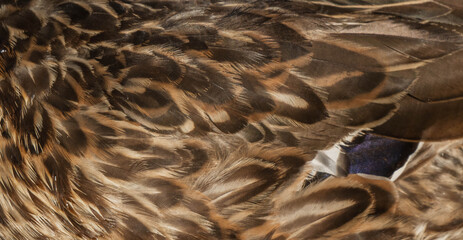 duck feathers