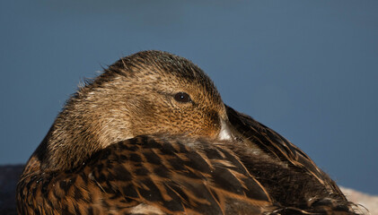 female mallard duck