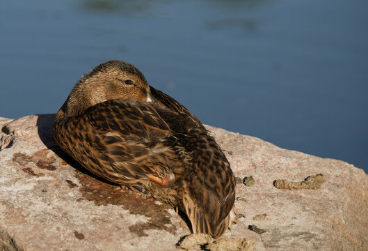 duck in the water