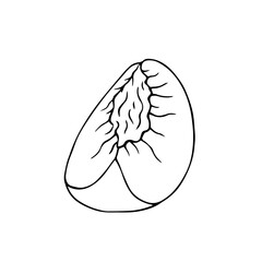 Line sketch of summer fruit peach. Vector graphics.