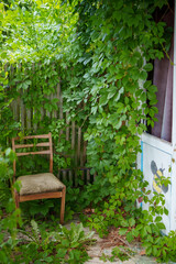 Overgrown garden corner with wooden chair