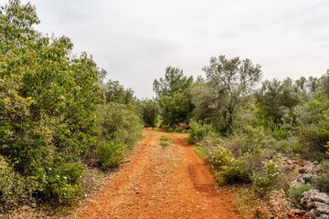 Fototapeta premium A quiet red dirt path winds through a lush Mediterranean forest. The natural trail is surrounded by green shrubs and trees under a soft overcast sky, inviting a peaceful nature walk.