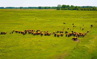 Aerial View of Cattle Feeding on Sheyenne National Grassland
