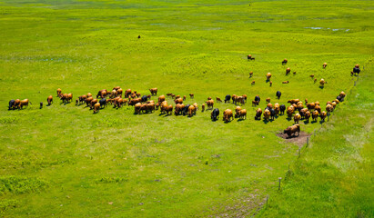 Aerial View of Cattle Feeding on Sheyenne National Grassland
