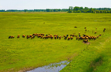 Aerial View of Cattle Feeding on Sheyenne National Grassland