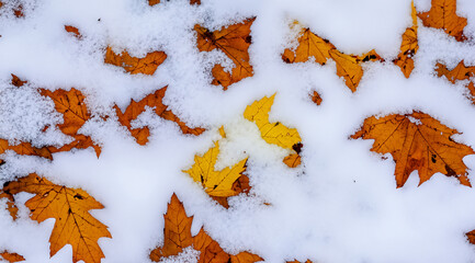 Bright orange and yellow autumn leaves scattered on fresh white snow. A seasonal transition image illustrating the change from fall to winter, perfect for nature, environment, and seasonal content
