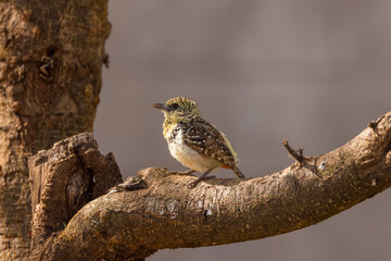 Young D'Arnaud's Barbet bird close up view native of Eastern Africa on the branch