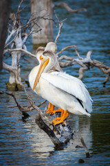 American White Pelican Resting at the lake