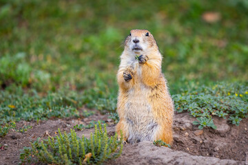 Cute Prairie Dog Portrait Wild