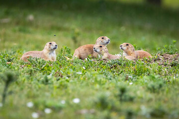 Cute Family of Prairie Dogs in the Wild
