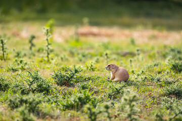 Cute Prairie Dog Portrait Wild