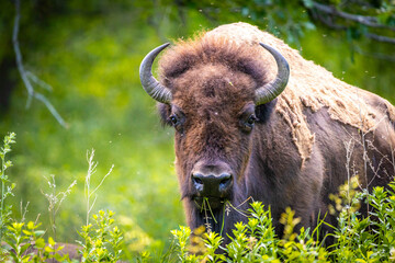 Wild Buffalo Close-up Portrait in Forest