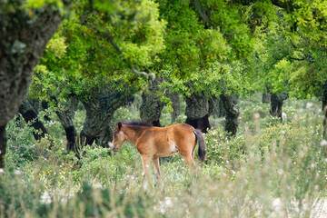 The Pauli, small ponds on the Giara, are the points where little horses are most easily encountered. Jar of Gesturi, Gesturi, Isili, Genoni, Nuoro, Cagliari, Sardinia, Italy 
