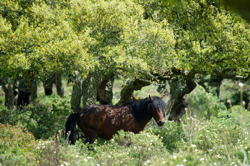 The Pauli, small ponds on the Giara, are the points where little horses are most easily encountered. Jar of Gesturi, Gesturi, Isili, Genoni, Nuoro, Cagliari, Sardinia, Italy 