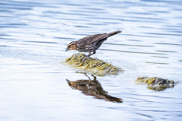 Female Red-winged Blackbird at the water