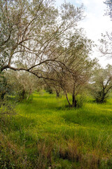 Fototapeta premium An olive grove with tall grass and wildflowers under overcast skies. The aged trees form a peaceful natural archway in this untouched Mediterranean landscape.