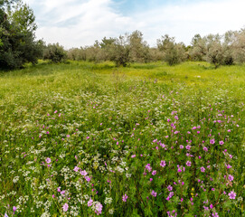  A blooming field of purple mallow and delicate white wildflowers among olive trees, capturing the essence of a Mediterranean spring landscape.