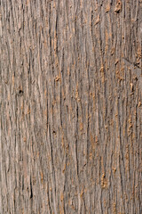 Fototapeta premium Close-up texture of tree bark in daylight, revealing intricate natural patterns and rough fibrous surface. Ideal for backgrounds, textures, or natural design elements.