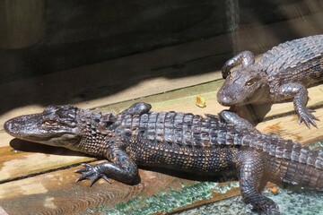 Alligator cubs on Florida farm, closeup