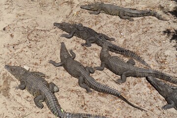 Alligators on sand on farm in st.Augustine Florida