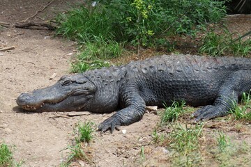 Alligator on the ground in Florida farm, closeup