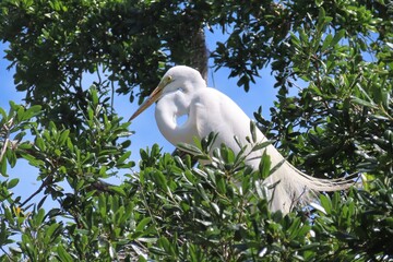Snowy heron in the nest in Florida nature, closeup