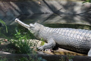 Crocodile Gavial (Gavialis Gangeticus) in Florida farm, closeup 