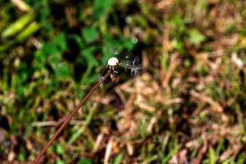 Common Dandelion (Taraxacum officinale)