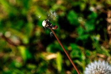 Common Dandelion (Taraxacum officinale) © Tara