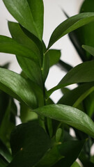 ruscus. bouquet of green leaves and branches close-up