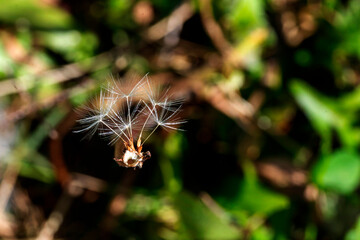Common Dandelion (Taraxacum officinale)