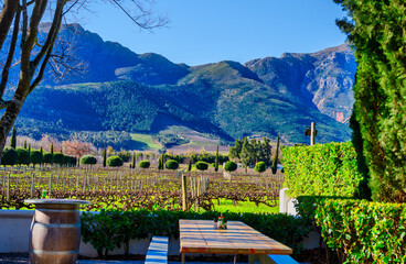 Vineyard and mountain view framed by tree, with table and barrel, Franschhoek, South Africa