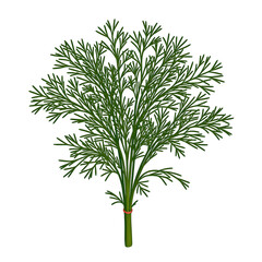 Fresh dill with delicate feathery fronds isolated on white Perfect for culinary or botanical themes