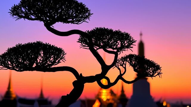 Bonsai silhouette sunset temple background