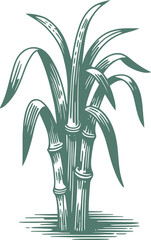 Engraved sugar cane illustration showcases a vintage botanical design, perfect for agricultural themes, organic food branding, and natural product packaging with its detailed etching.