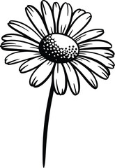 A delicate daisy illustration showcases a single flower with detailed petals and a textured center, perfect for botanical designs, floral patterns, and minimalist art projects.
