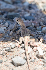 Little Desert Iguana