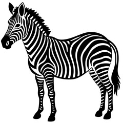 Vector art of a striking zebra standing tall with its iconic black and white stripes isolated on white background