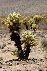 Cylindropuntia bigelovii