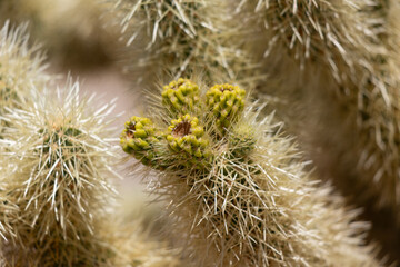 Cholla Close Up