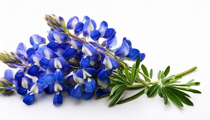 bluebonnet isolated on white background