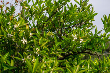 Obraz premium Close-up of delicate white orange blossoms surrounded by glossy green leaves, capturing the fragrance and beauty of citrus bloom.