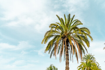  A tall palm tree rises against a soft blue sky, symbolizing tropical warmth and Mediterranean charm on a sunny day.